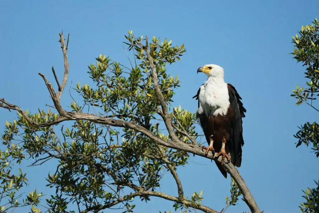 Bald Eagle Perched on a Tree Branch 