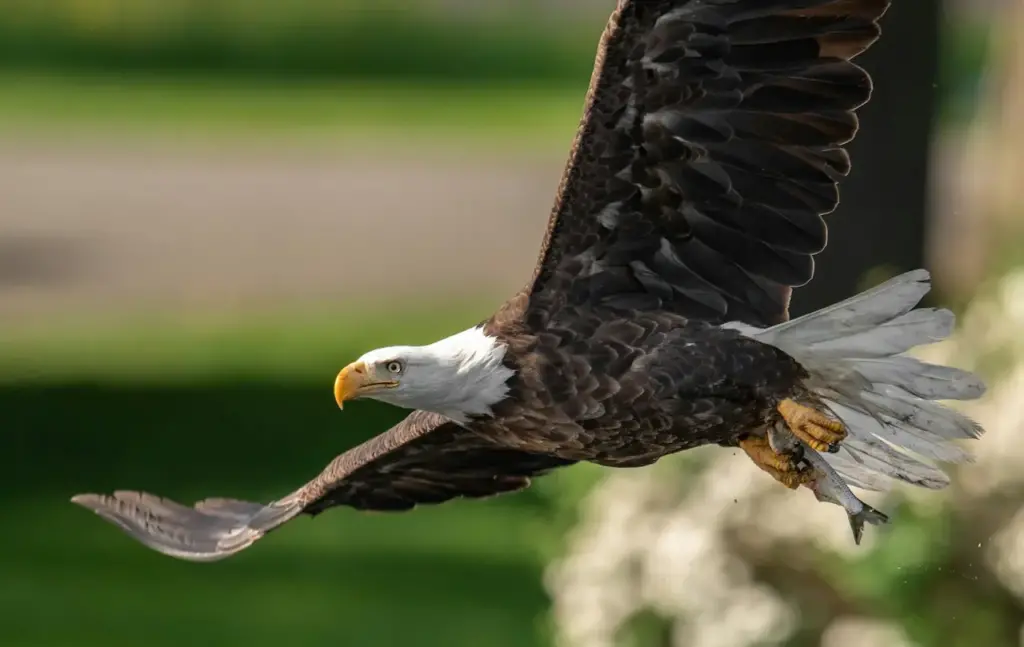 Flying Bald Eagle Numbers on the Rise