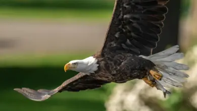 Flying Bald Eagle Numbers on the Rise