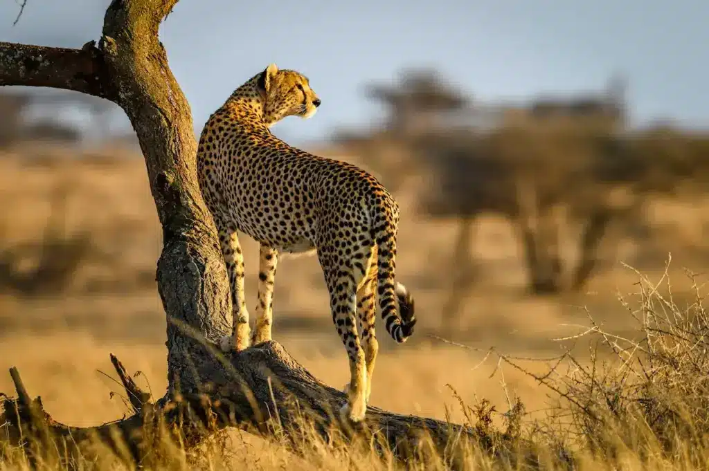 A Leopard near the Tree 