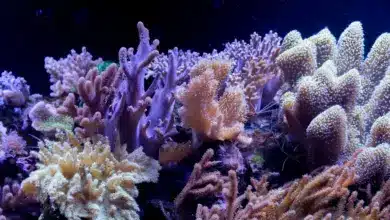 Australia's Great Barrier Reef