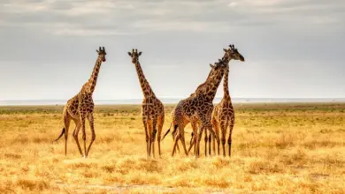 Classic East African Ecotourism