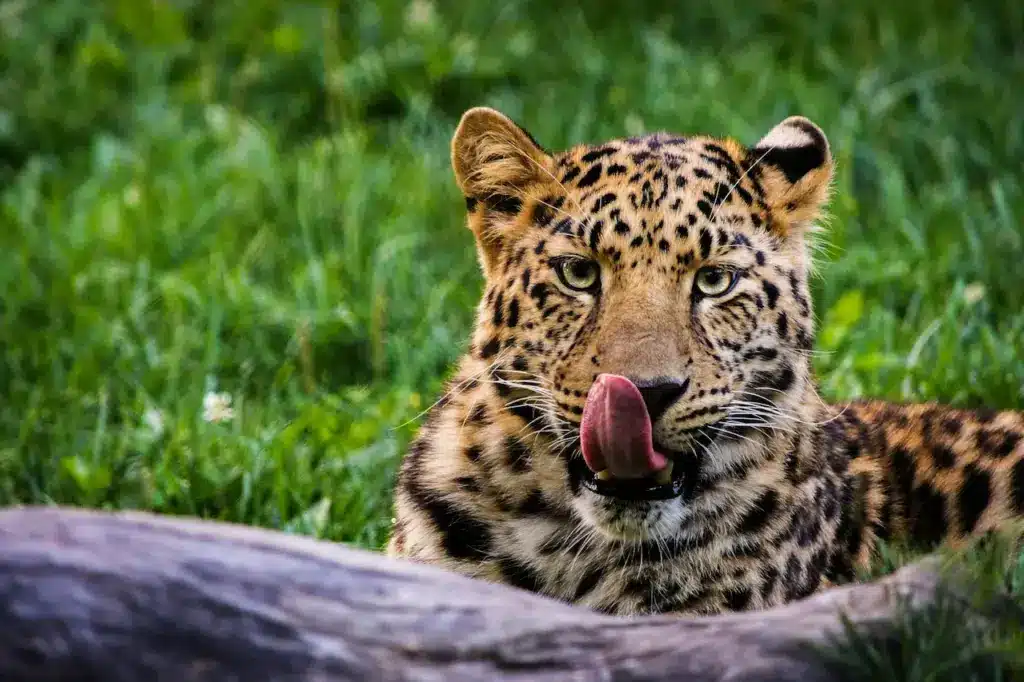 Closeup Image of a Leopard 