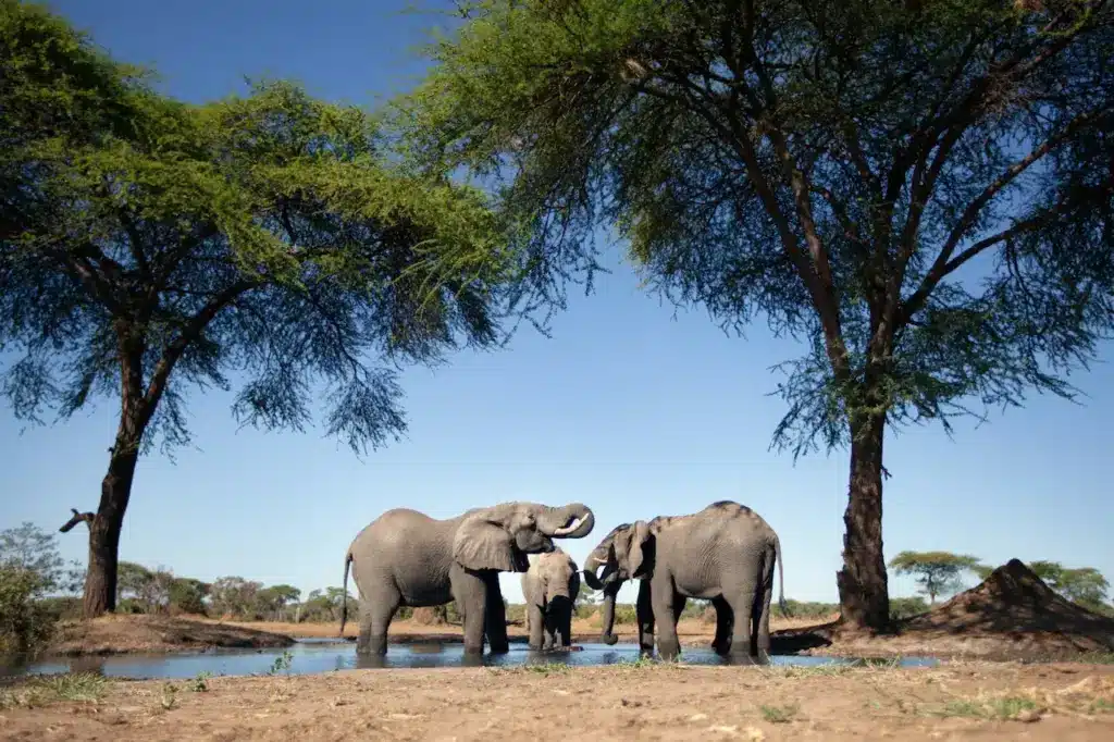 Elephant on the Wild. Ecotourism And Wildlife Travel