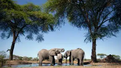 Elephant on the Wild. Ecotourism And Wildlife Travel