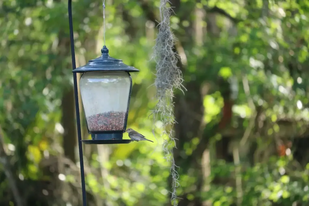 Feed Birds The Right Way 