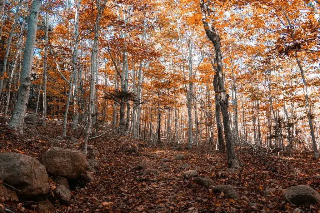 Autumn Trees and Fall Leaves. Into The Maine Woods