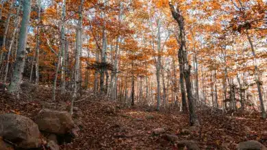 Autumn Trees and Fall Leaves. Into The Maine Woods