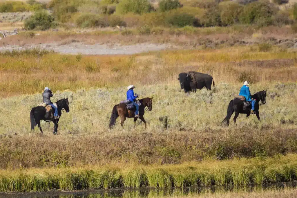 Into Yellowstone By Horseback