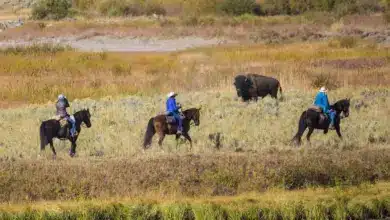 Into Yellowstone By Horseback