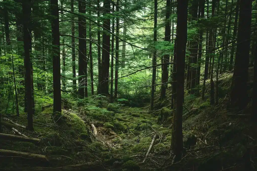 Maine Woods Trees