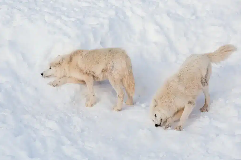 Remote Alaskan Wildlife on a Snow