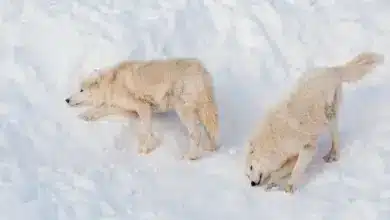 Remote Alaskan Wildlife on a Snow