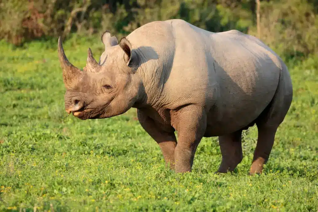 Rhino on a Grass. Rhino and Other Endangered Species Poaching Goes Hight Tech