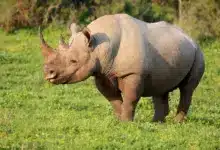 Rhino on a Grass. Rhino and Other Endangered Species Poaching Goes Hight Tech