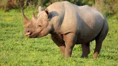 Rhino on a Grass. Rhino and Other Endangered Species Poaching Goes Hight Tech
