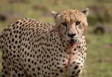 Save Wild Leopards