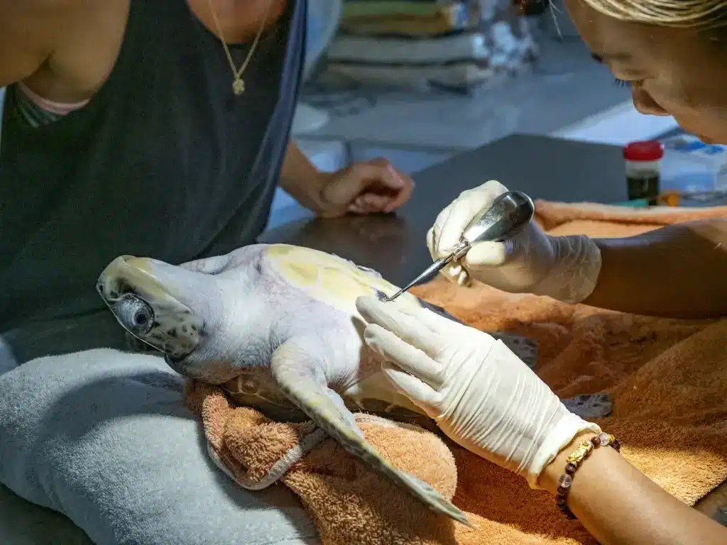 Turtle Rescued. Ten Ways To Help Wildlife