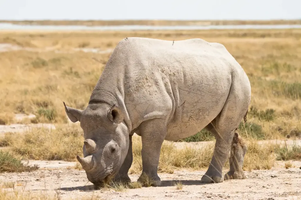 Wild Black Rhino on the Daylight 