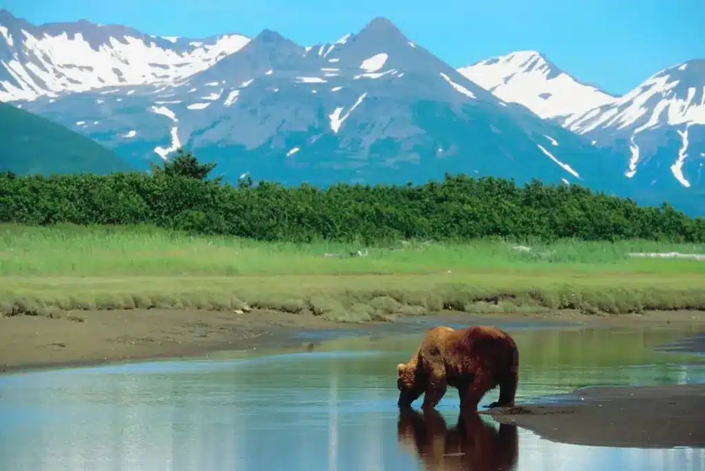 Wildlife Bear Drinking Water 