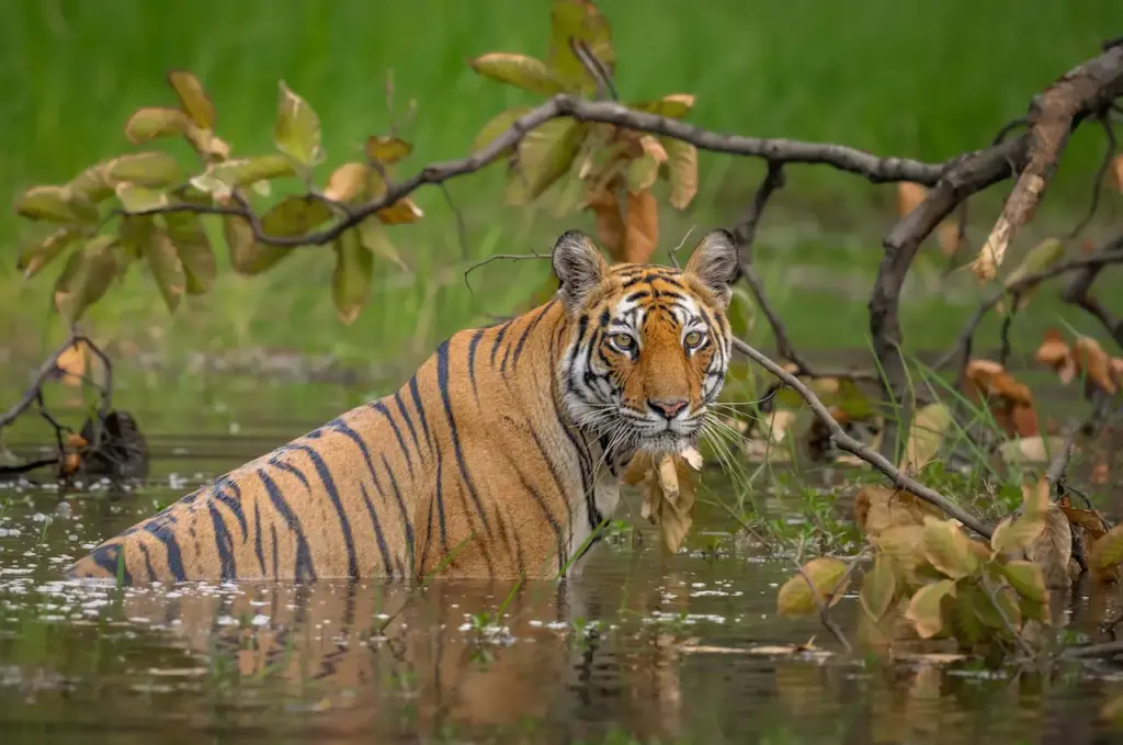 Endangered Tigers on the Water 