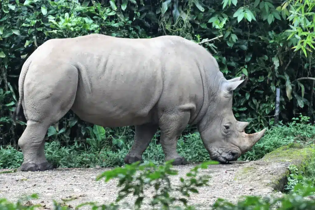 Javanese Rhino Looking For Food 