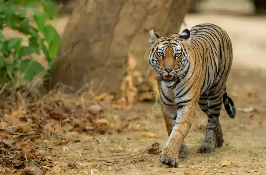 Leonardo Dicaprio Endangered Tigers Walking on the Ground