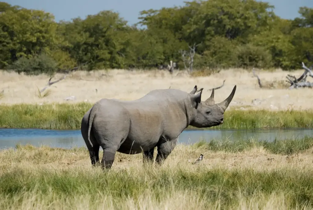 Poachers Killing a Rhino on the Grass