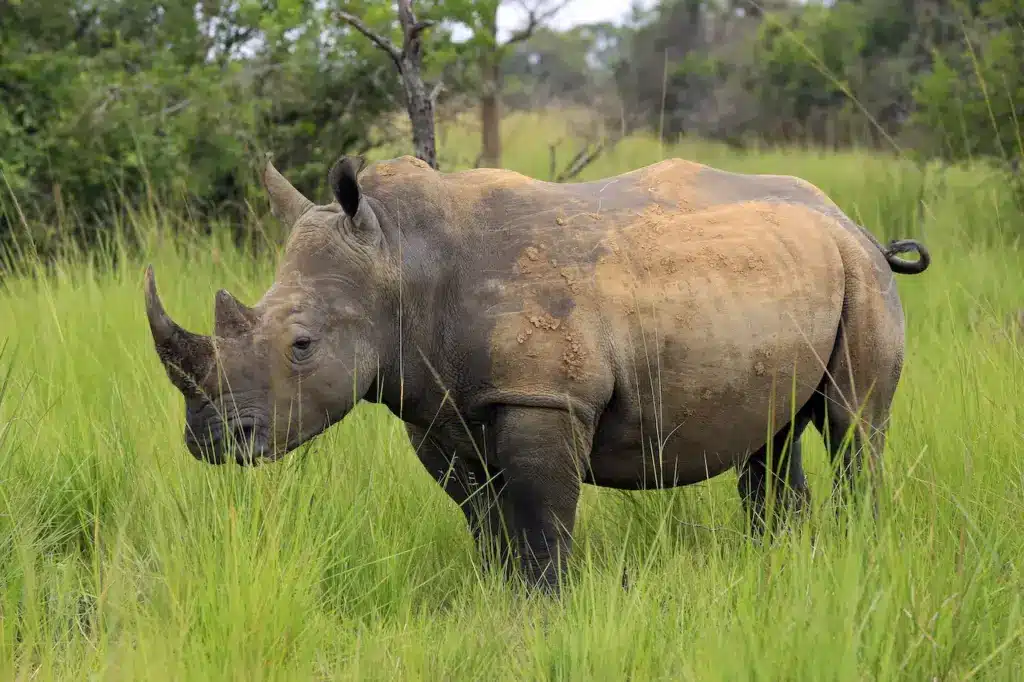 Rhino on a Grass 