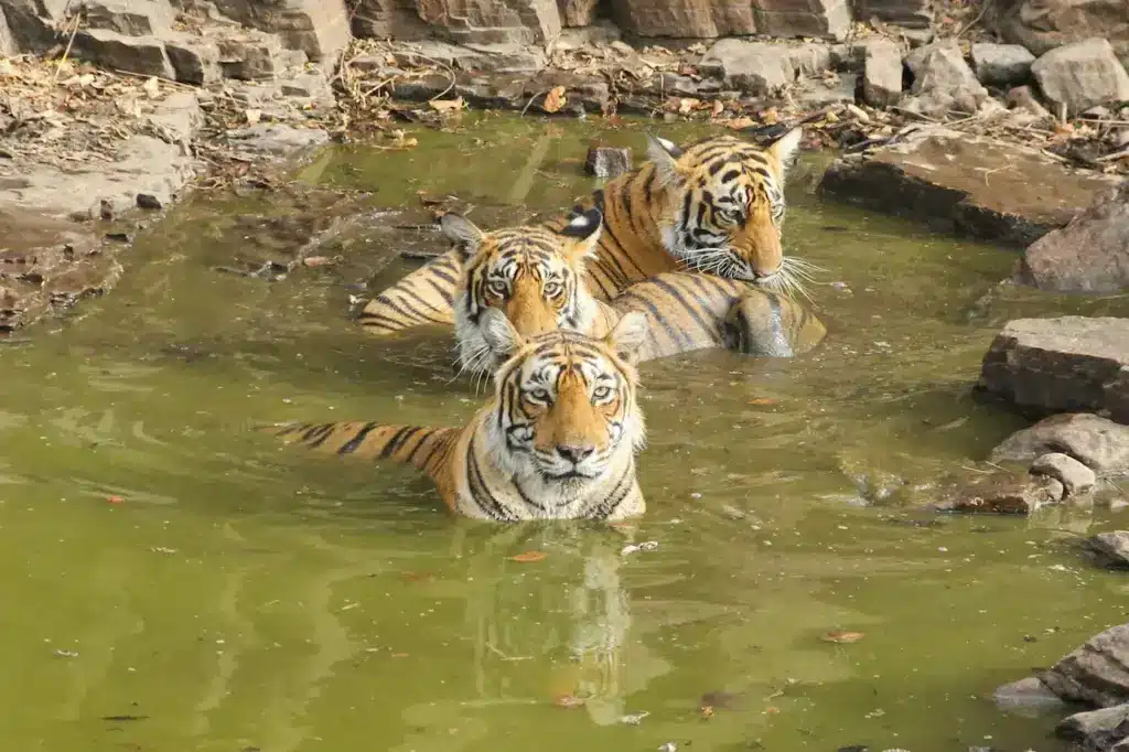 Group of Tigers on the Water 