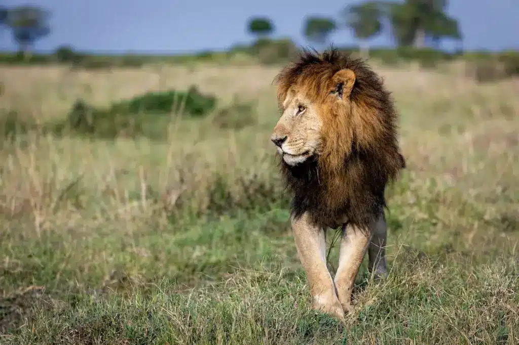 Lion Walking on the Grass. Are Lions Endangered?