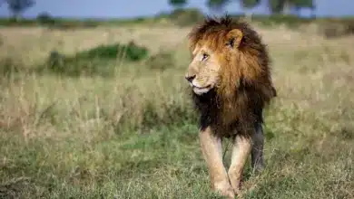 Lion Walking on the Grass. Are Lions Endangered?