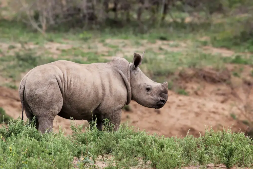 Baby Rhino in the Wild 