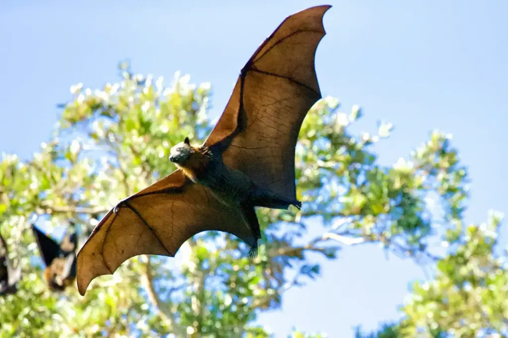 Bats is on Flight During Daytime 