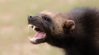 Closeup Image of Wolverine California's Endangered Animals