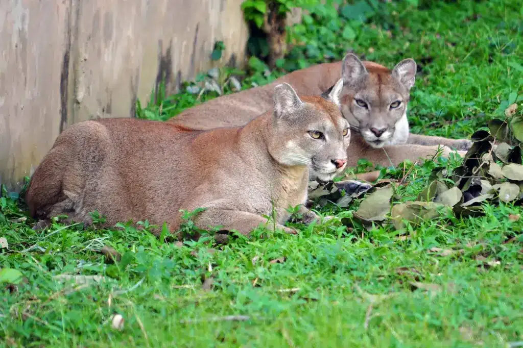 Pair of Cougar on Grass 