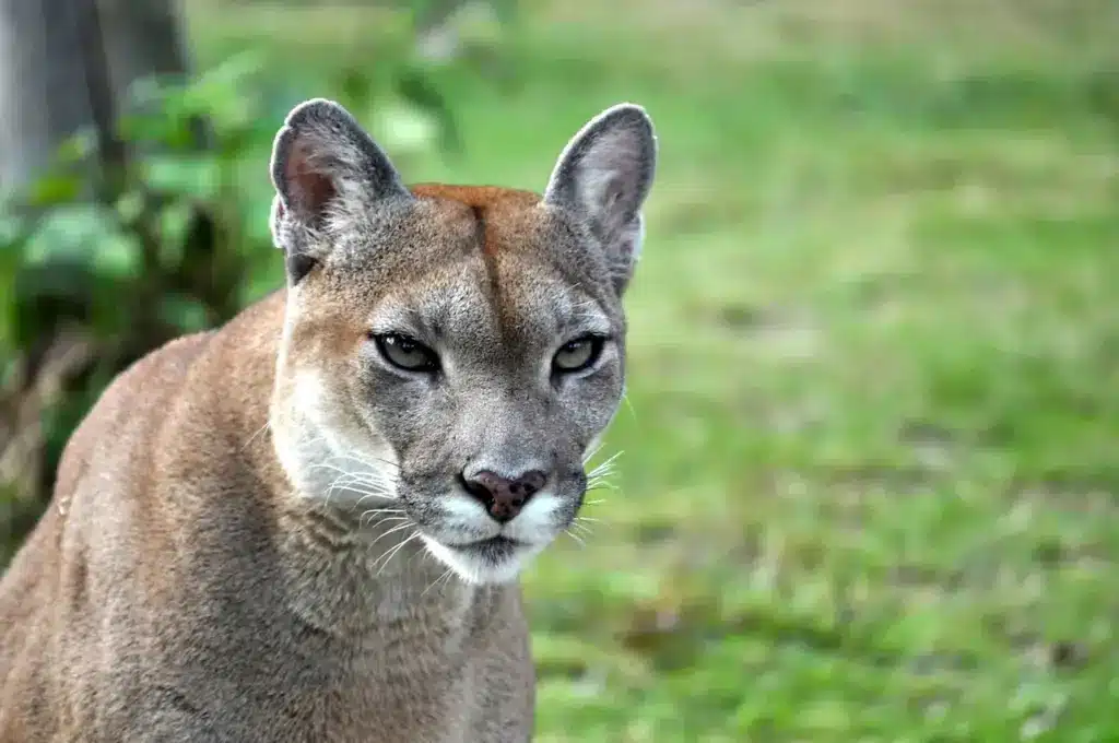 Close up Image of Eastern Cougar Declared Extinct