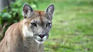 Close up Image of Eastern Cougar Declared Extinct