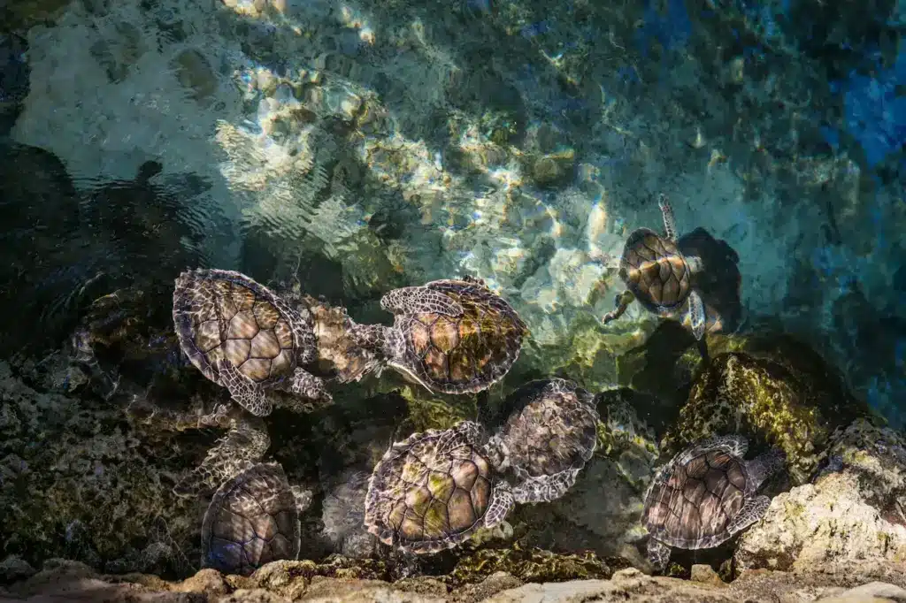 Endangered Turtles and Tortoises on the Water