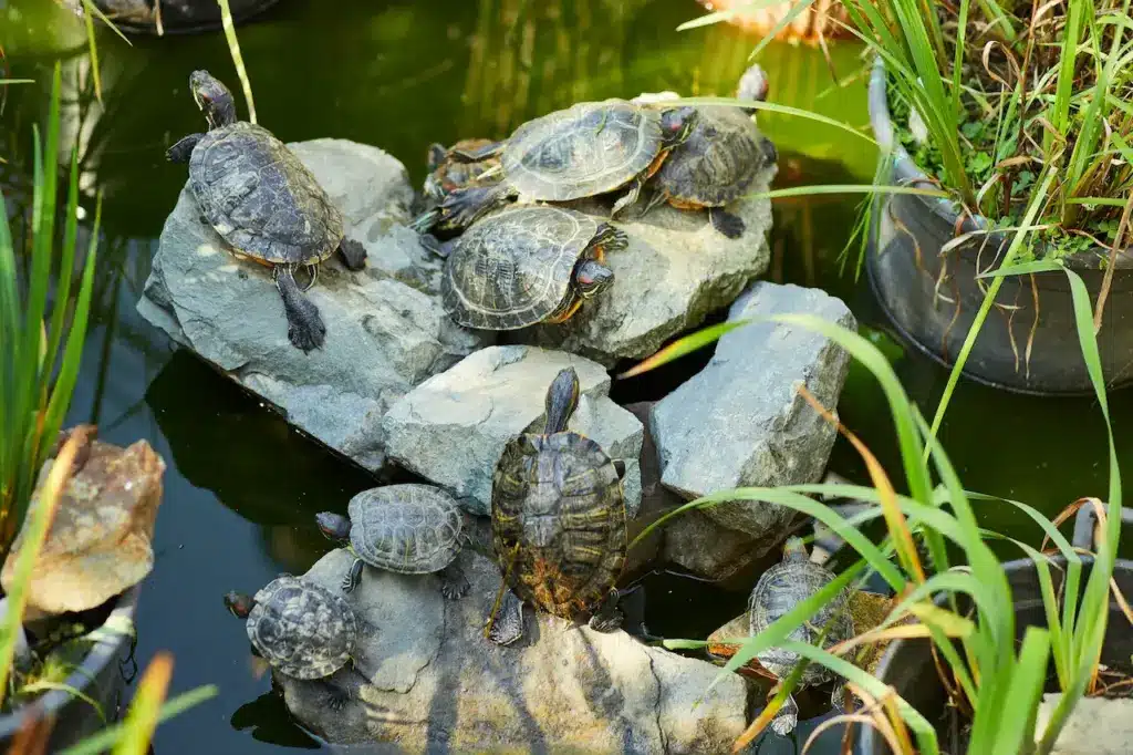Group of Turtles in the Rocks 