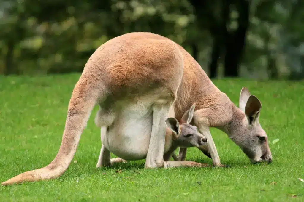 Kangaroo and Its Baby 