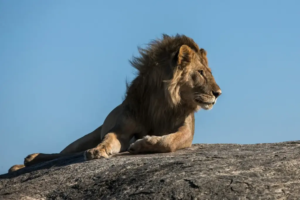 Lion on the Hill Resting on the Rocks 