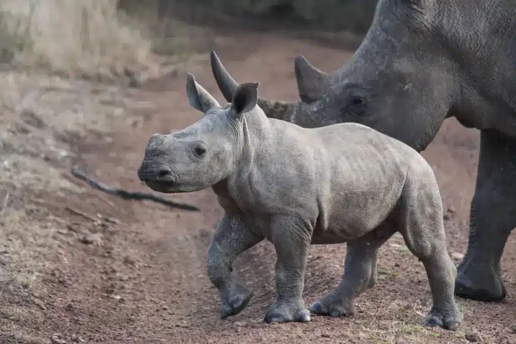 The Most Endangered Baby Rhino with his Mother Rhino
