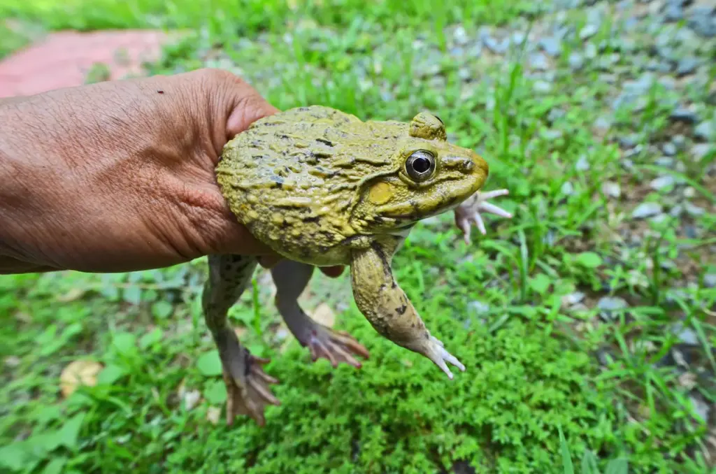 Yellow Frog in a Hand The World's Greatest Frog Hunt