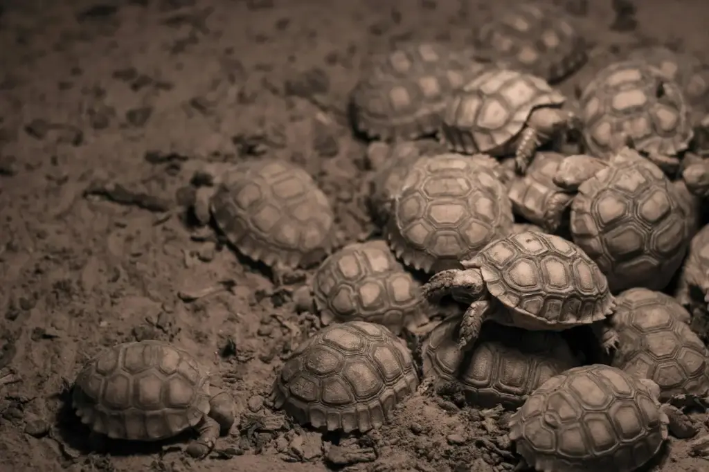 Group of Turtles in the Sand 