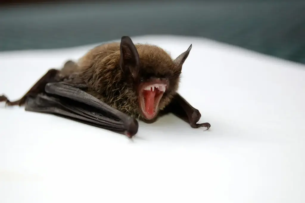 Bat Showing Teeth. What is Killing America's Bats