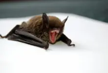 Bat Showing Teeth. What is Killing America's Bats
