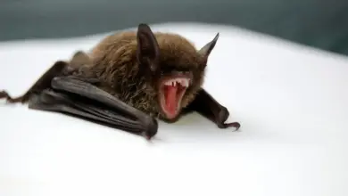 Bat Showing Teeth. What is Killing America's Bats