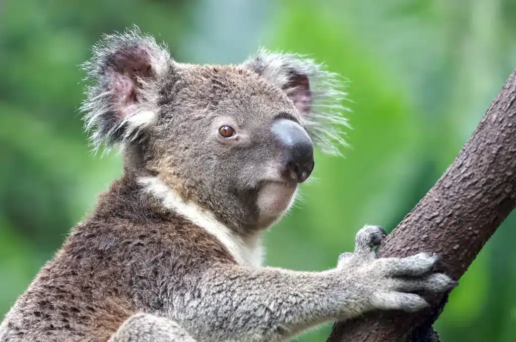 Australia's Most Endangered Animal Species on a Branch