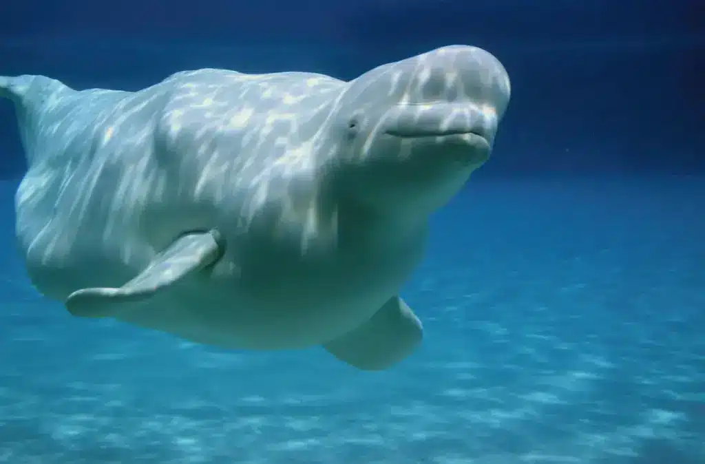 Beluga Whale Under the Water 